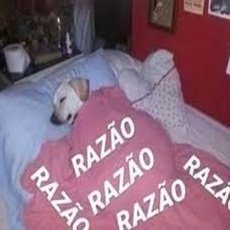Cobertor para noiva que está sempre coberta de razão
